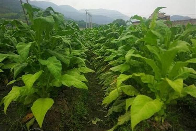 芸苔素和赤霉素有什么区别 芸苔素和赤霉素的区别