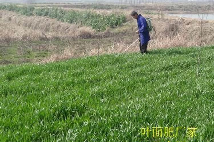 小麦冬季喷叶面肥有哪些好处,出苗需要多少积温