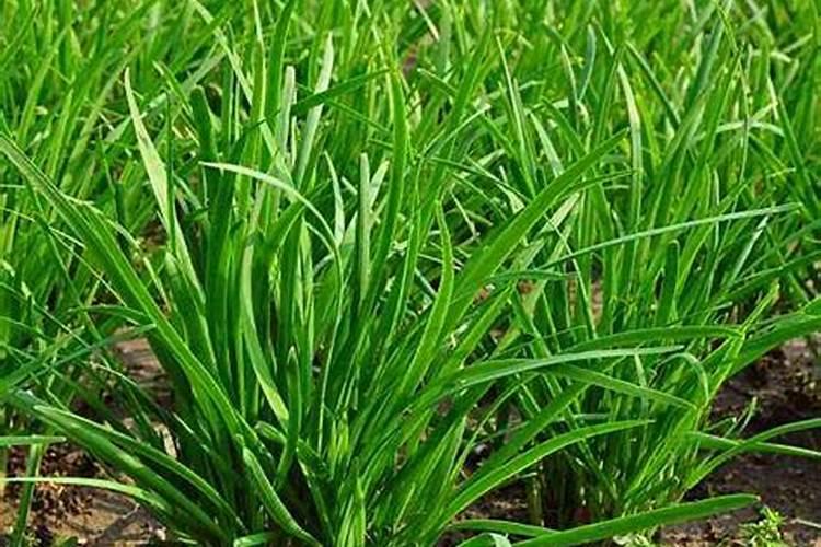 怎样给盆栽韭菜施肥 如何给盆栽韭菜施肥