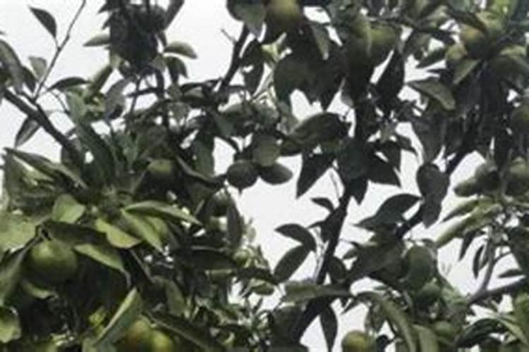 橘子什么时候开花