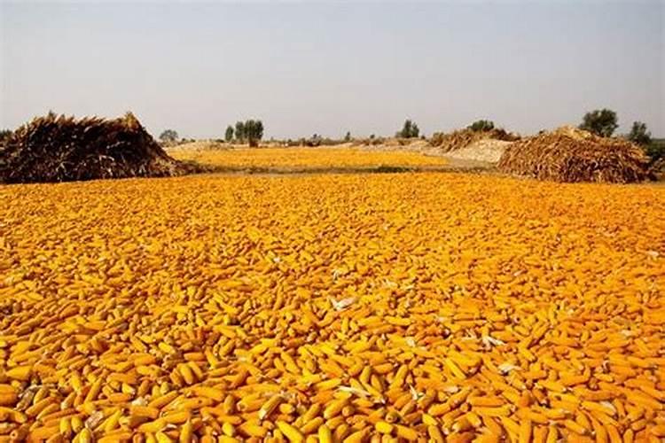 玉米底肥一次性施肥 氮磷钾 各用多少？