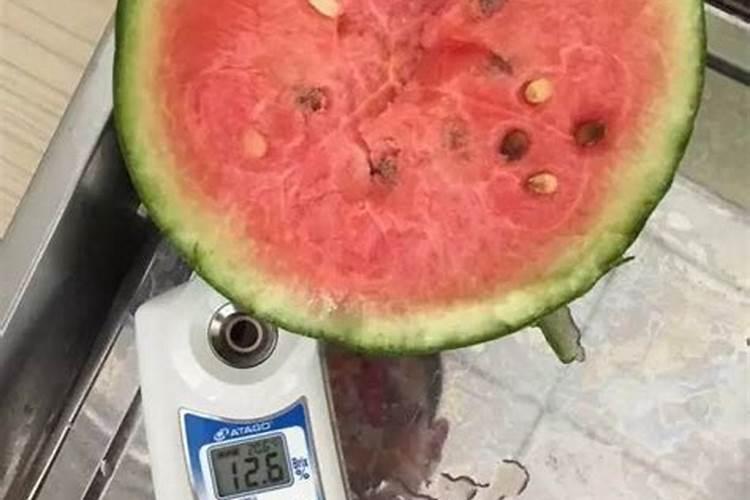 何兰豆一亩地播几斤