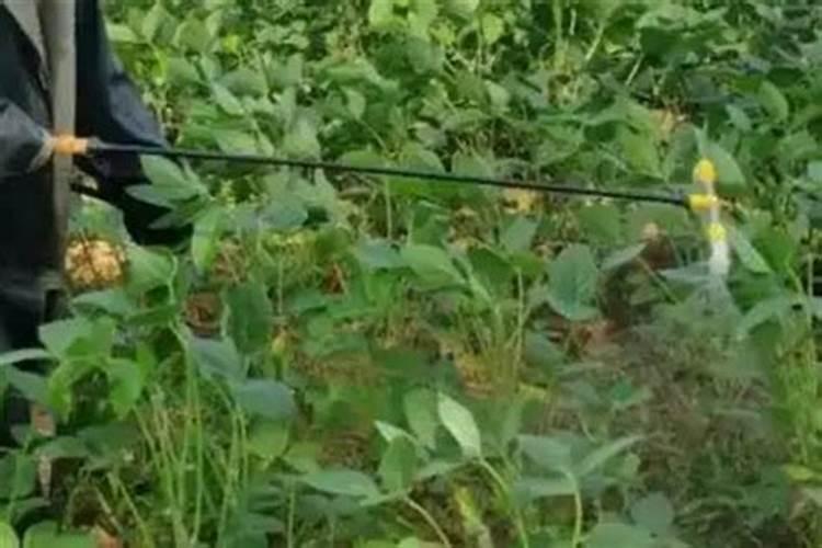 大豆打完除草剂多久可以打叶面肥水？