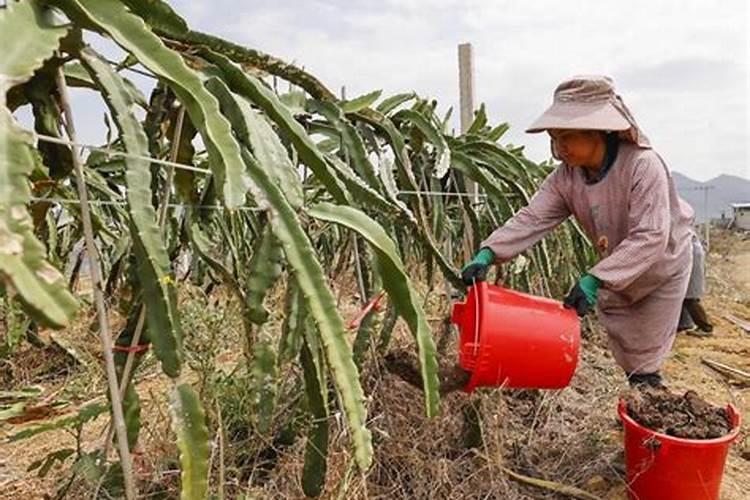 怎样快速记住植物所需的大量元素？