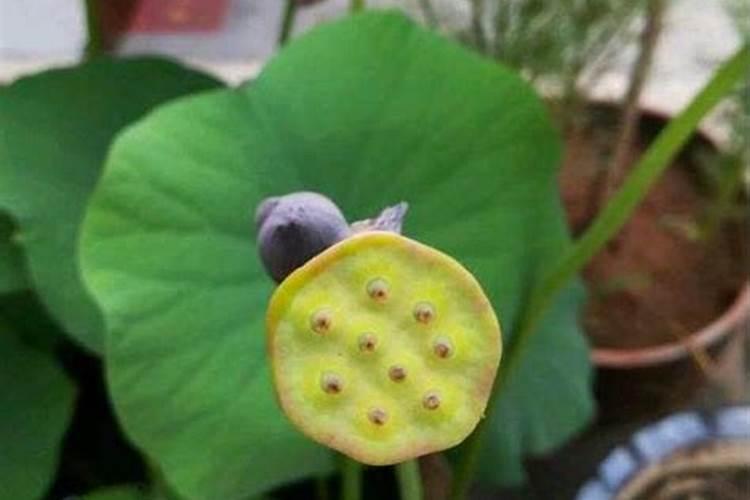 玉米口肥什么肥比较好