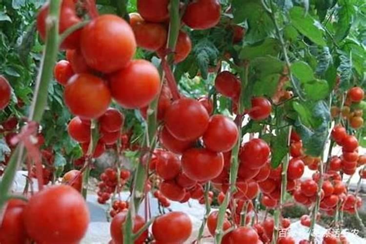 绿豆在花期能喷施吡唑醚菌酯和叶面肥吗？