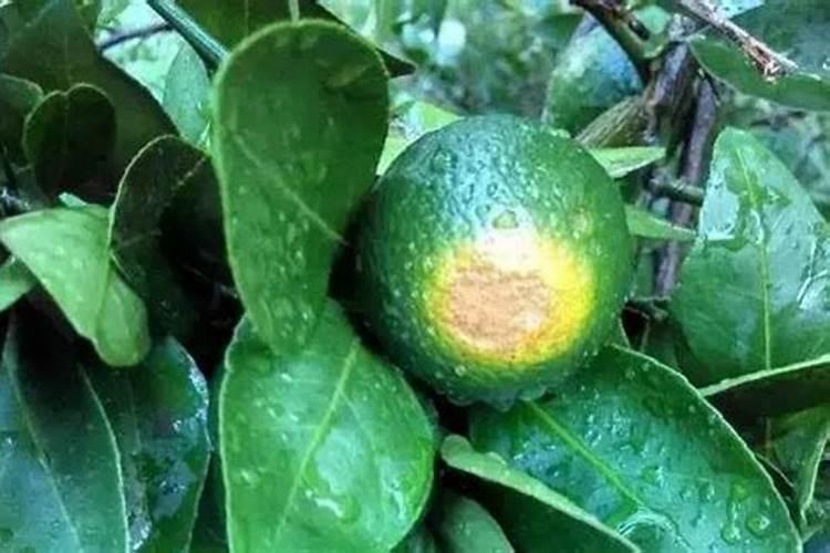 柑橘苗叶面肥施药方法