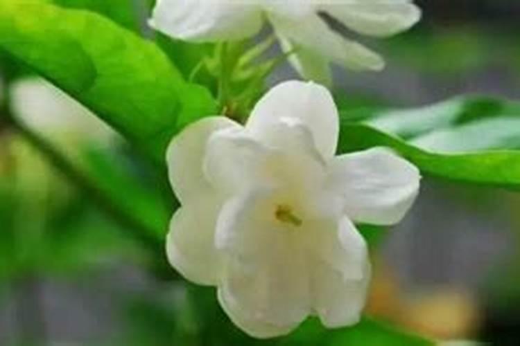 硼肥的用量、作用及使用方法