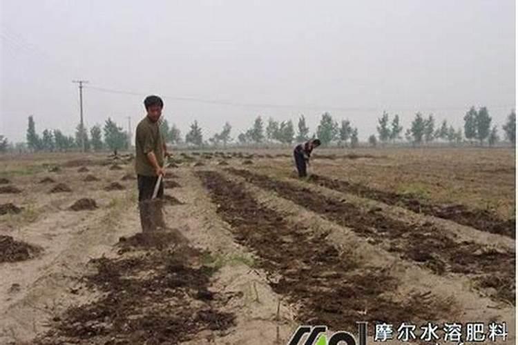 尿素溶解在水里在浇地可以吗