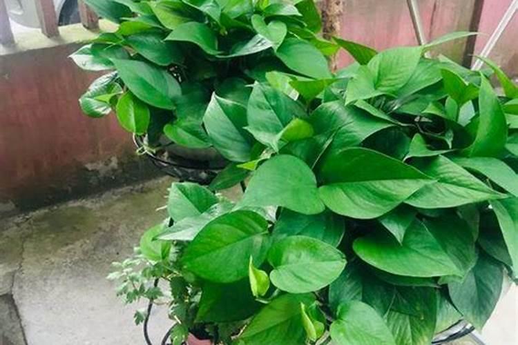 绿植施肥用什么肥料最好 给绿植施4种肥长得好