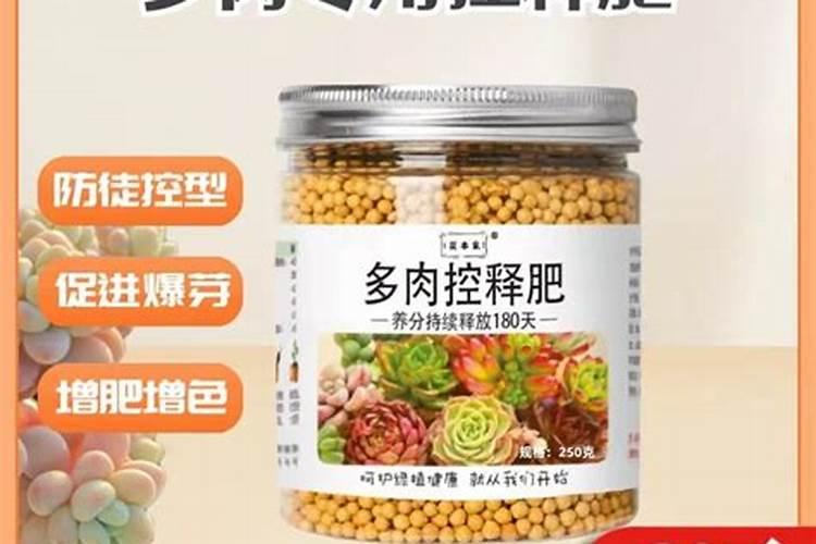 多肉灯泡怎么施肥