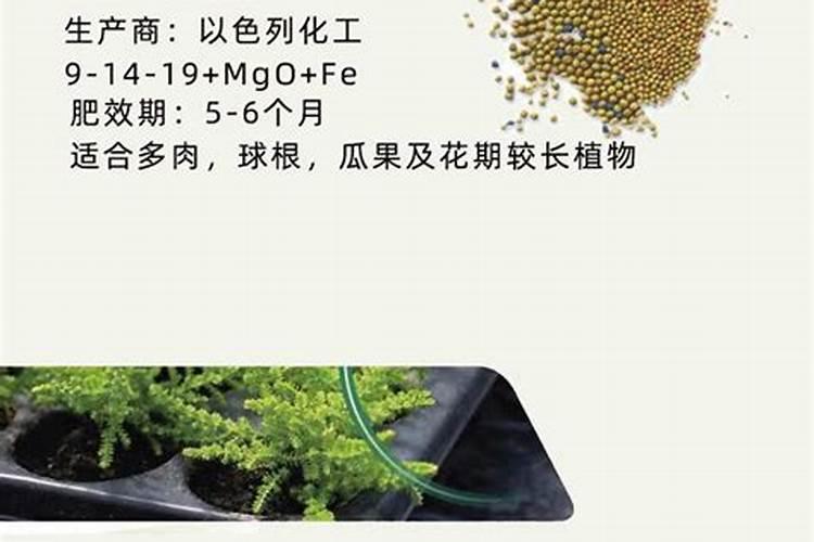 云竹怎么养殖方法及注意事项