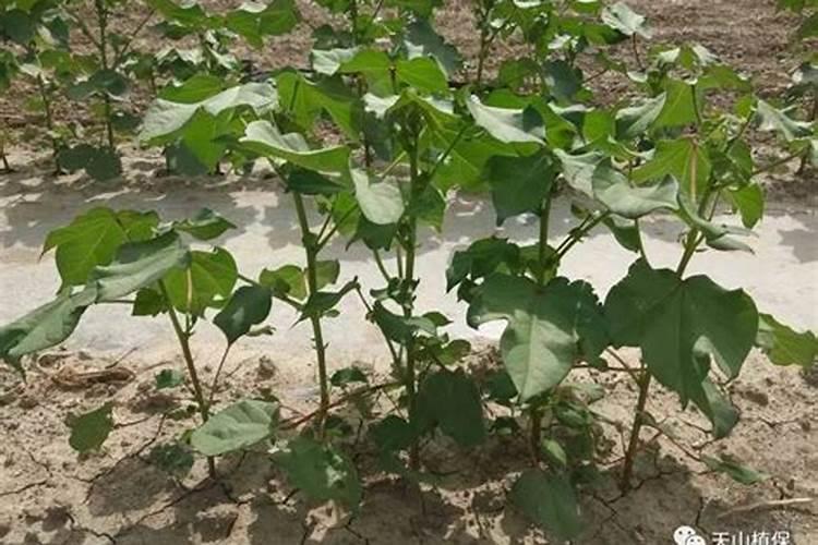 棉花每个生长周期的施肥方案 施肥用一铵还是用二铵