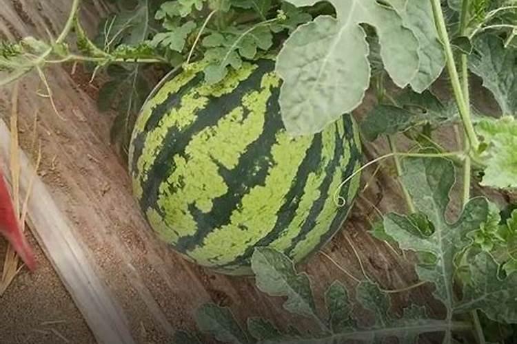 叶面肥排名榜前十名