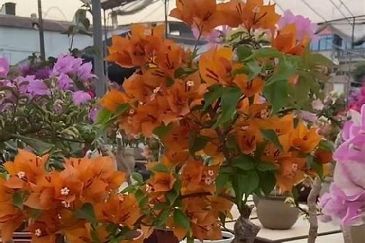 三角梅难开花如何养护开花更多