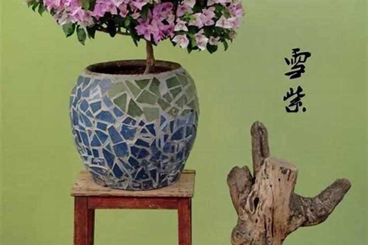 三角梅喷洒营养液过量枯萎了怎么挽救？