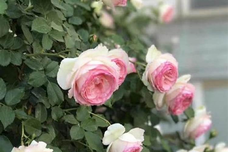 欧月苗种后多久加肥 "何时为欧月苗施肥更加合适"