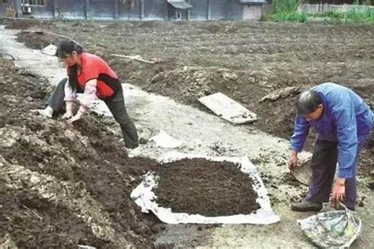 种谷子用什么肥料好