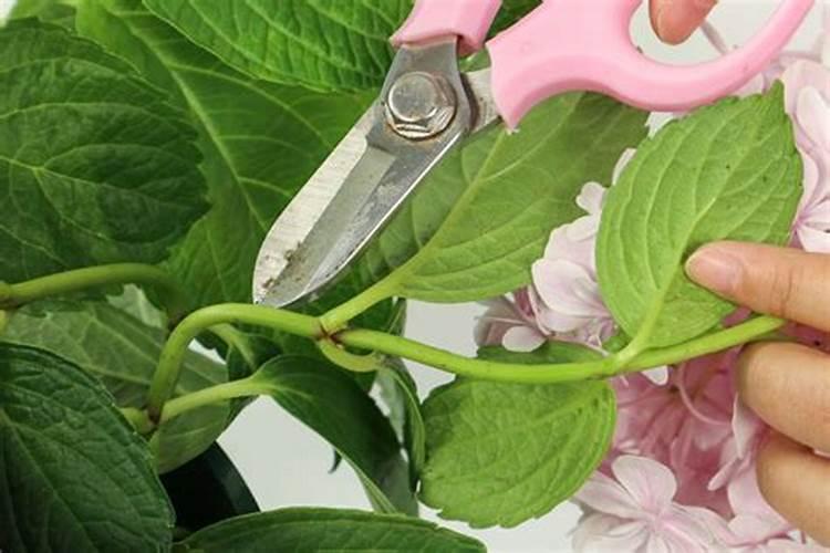 绣球花施肥时间和方法