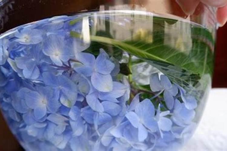 绣球花的养殖方法用什么肥