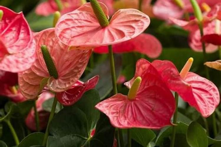 怎样给红掌下肥施什么肥能开花