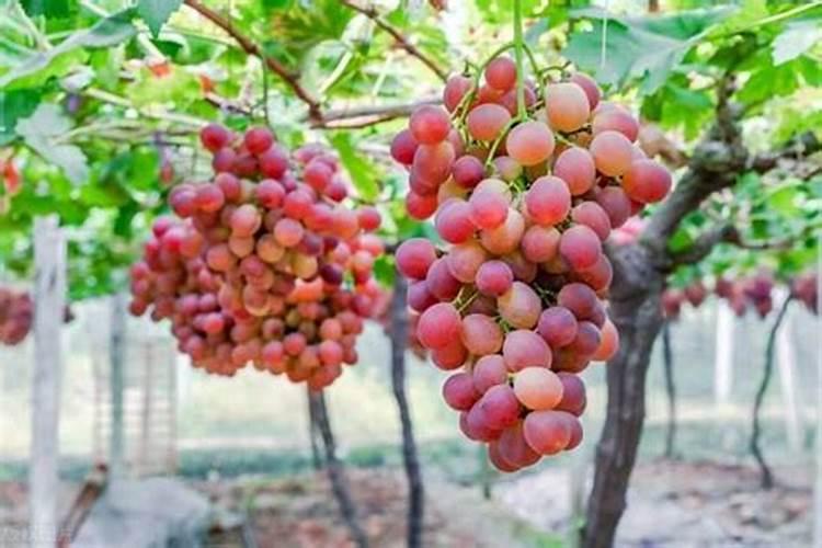 葡萄补钙最佳时间(给葡萄补钙什么钙肥最)