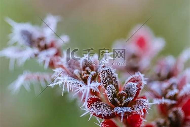大棚茄子霜冻能浇水吗浇水吗？
