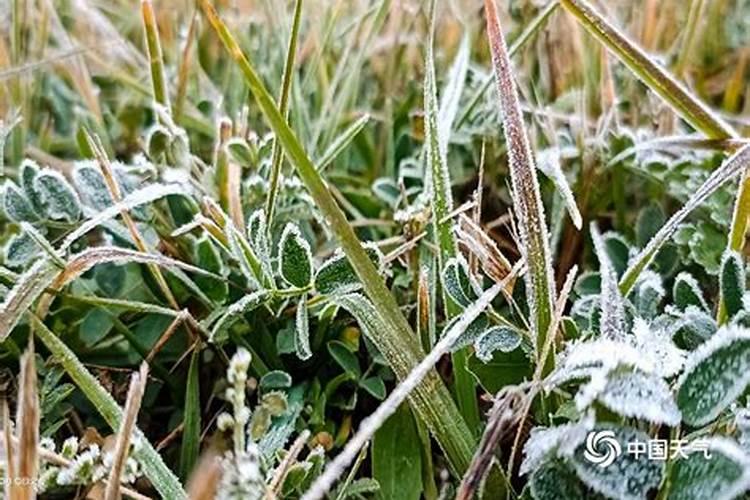 防霜冻的最好办法