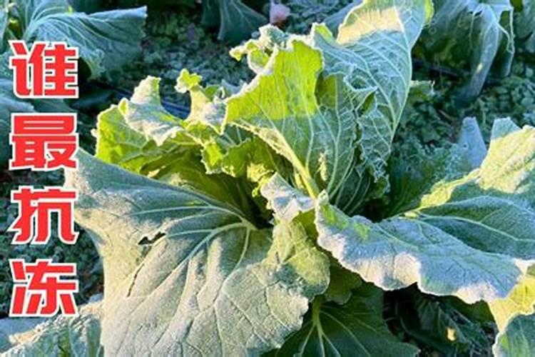 霜冻过后的蔬菜喷些什么农药好？