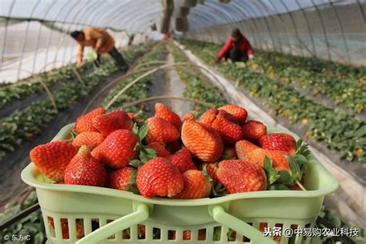 草莓各个时期的施肥方案 什么时候冲高磷肥