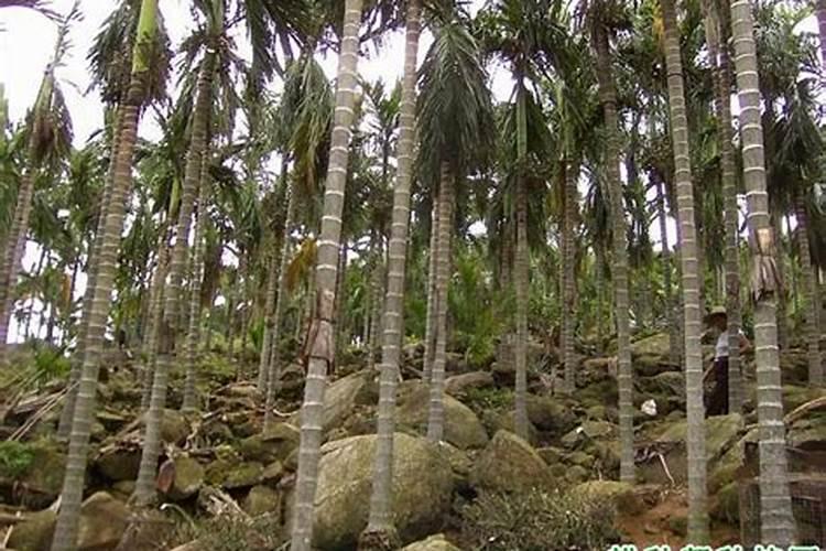 尿素可以当做叶面肥用吗？