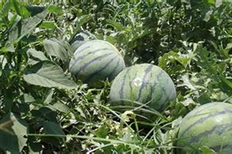 露地西瓜种植技术要点及其田间管理措施