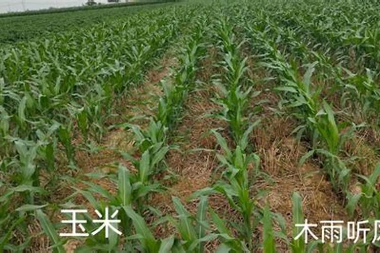 水稻用控失复合肥作基肥一次用多少