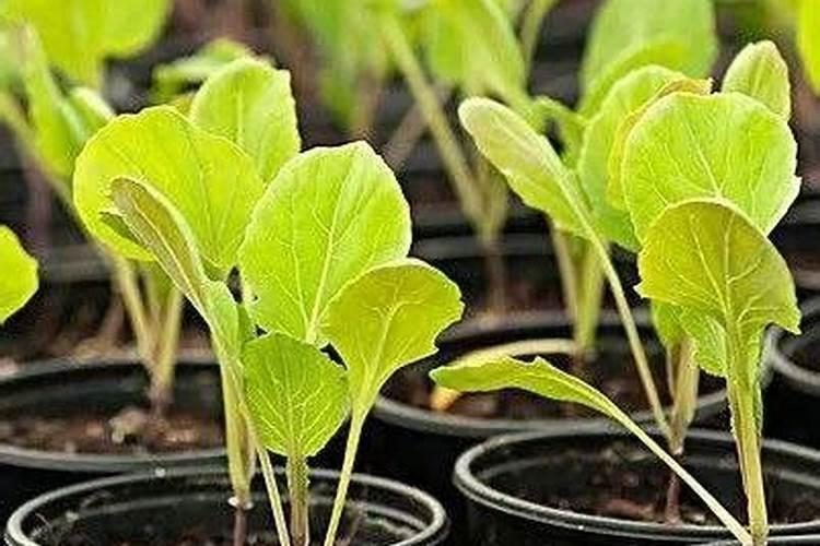 怎么才能知道果树缺什么肥料