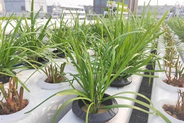 韭菜催芽方法及技术