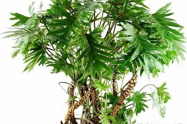 国内玉米控释肥哪个品牌好