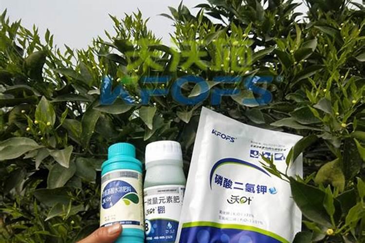 软枣猕猴桃种植技术与管理