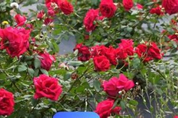 钙肥不能和哪些肥料共用