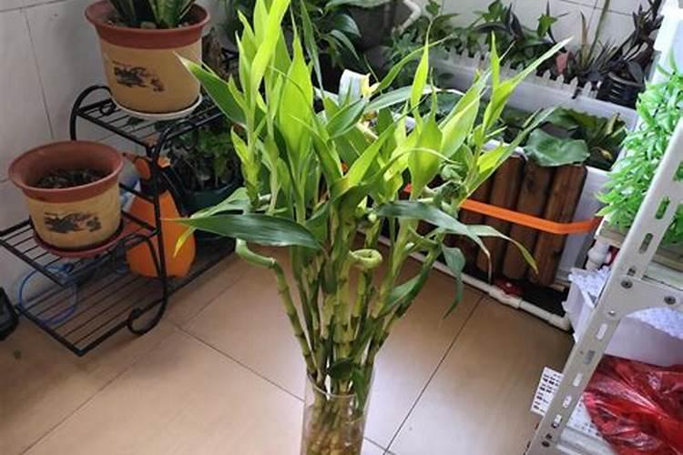 富贵竹可以用陶粒砂么