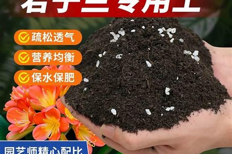 广藿香栽培技术