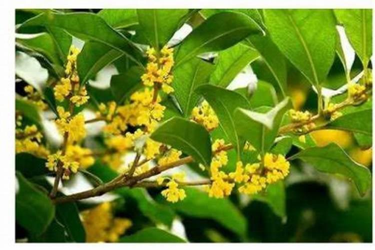 桂花树施肥最佳时间