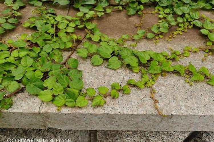 如何让爬山虎长的快