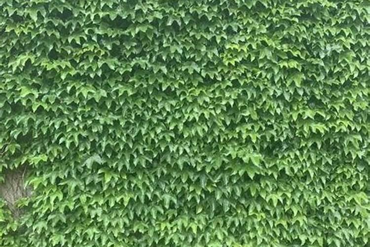 爬山虎需要施肥吗,什么时间施肥