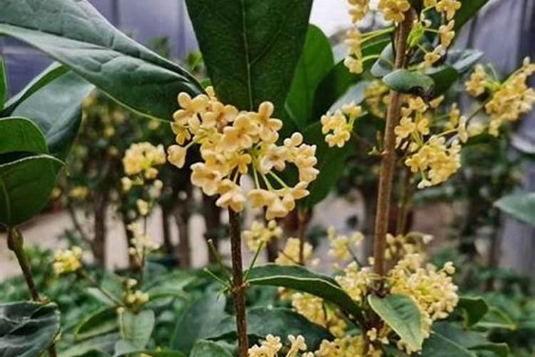 桂花树什么时候施肥最好
