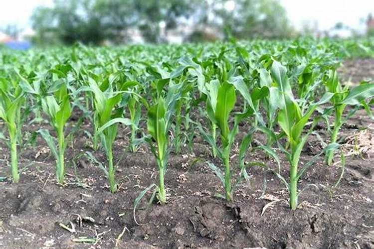 玉米地里上化肥多高的时候可以上好肥料