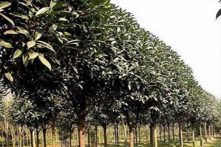 桂花什么时候施肥好 桂花施肥时间