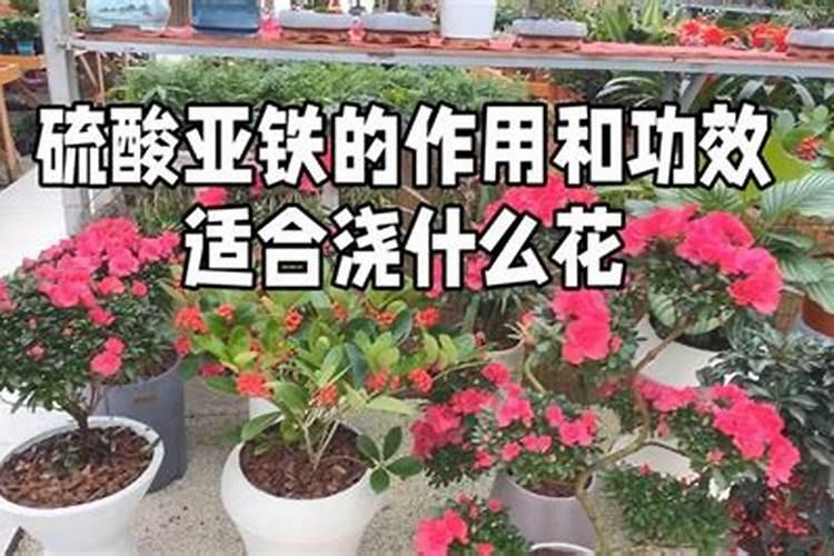 铁树什么时候施肥最好,怎么施肥