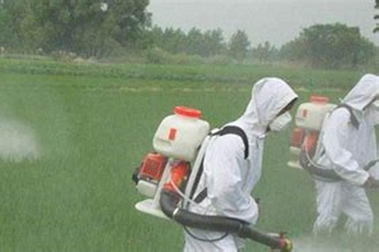 芹菜烂心是怎么回事