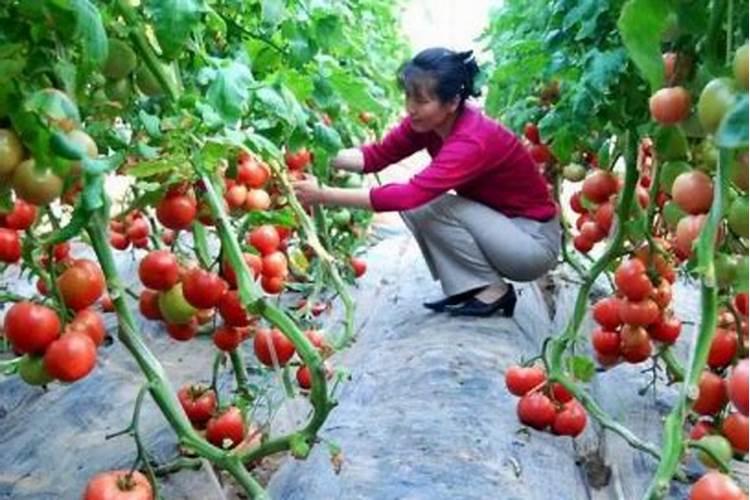 西红柿用什么肥料最好
