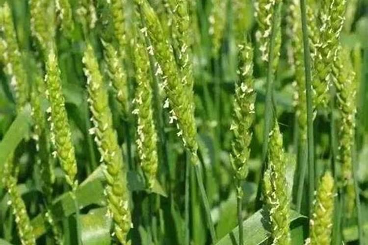 小麦叶面肥是什么时期可以用的？大概是哪个时间段？